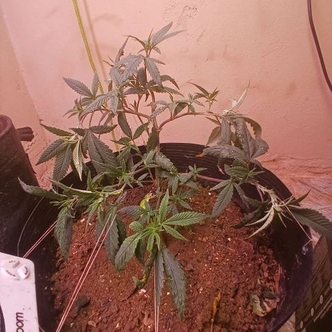 Marshmelow OG .vp growlog timeline photo