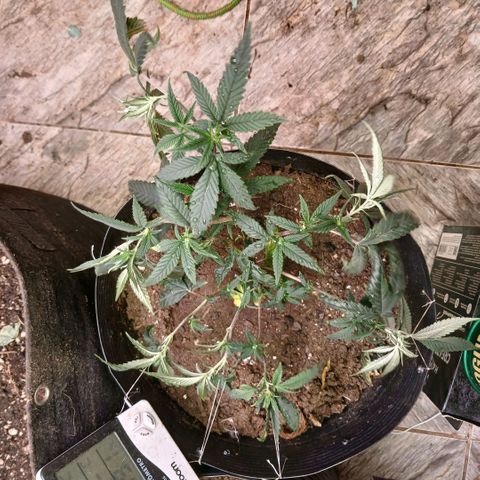 Marshmelow OG .vp growlog timeline photo