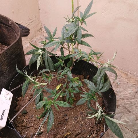 Marshmelow OG .vp growlog photo: amarás novas e pequenas podas 