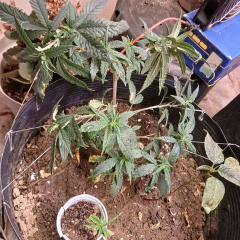 Purple Cookie CBD growlog photo: novas amarras e pouca poda 