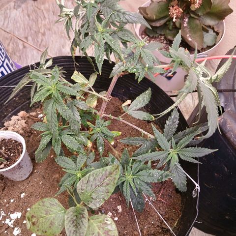 Purple Cookie CBD growlog photo: novas amarras e pouca poda 