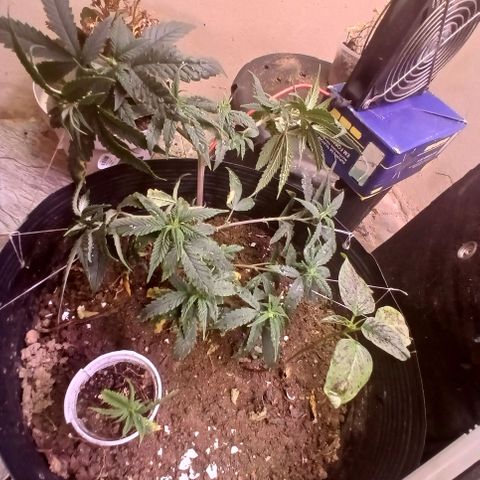 Purple Cookie CBD growlog photo: novas amarras e pouca poda 
