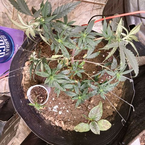 Purple Cookie CBD growlog photo: novas amarras e pouca poda 