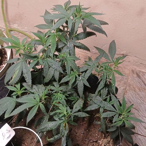Marshmelow OG .vp growlog timeline photo