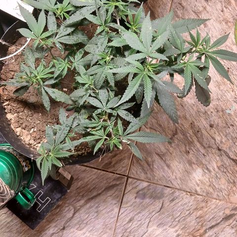 Marshmelow OG .vp growlog timeline photo