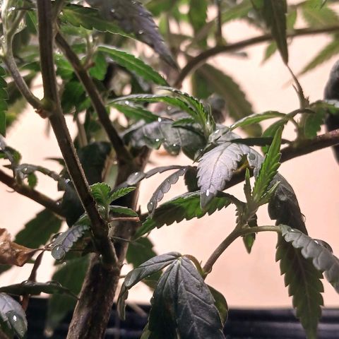 Marshmelow OG .vp growlog timeline photo