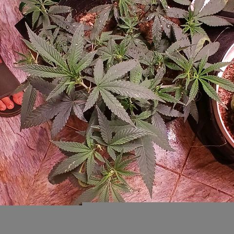 Marshmelow OG .vp growlog timeline photo