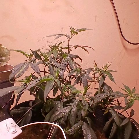 Marshmelow OG .vp growlog timeline photo