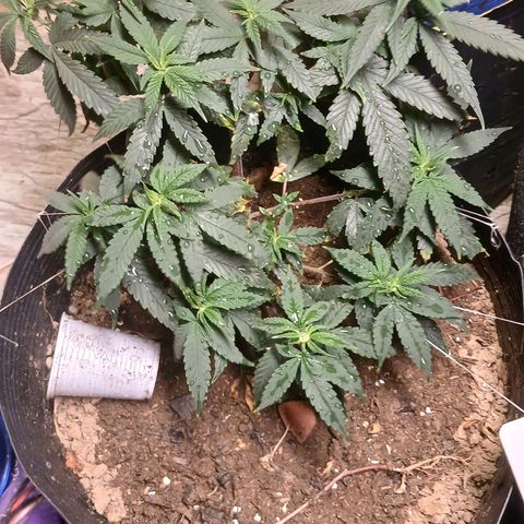 Purple Cookie CBD growlog timeline photo
