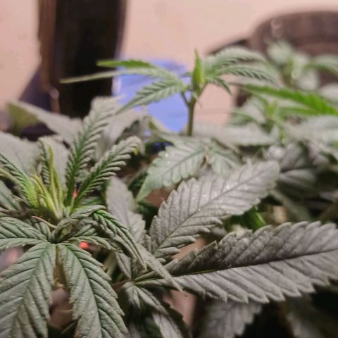Purple Cookie CBD growlog timeline photo