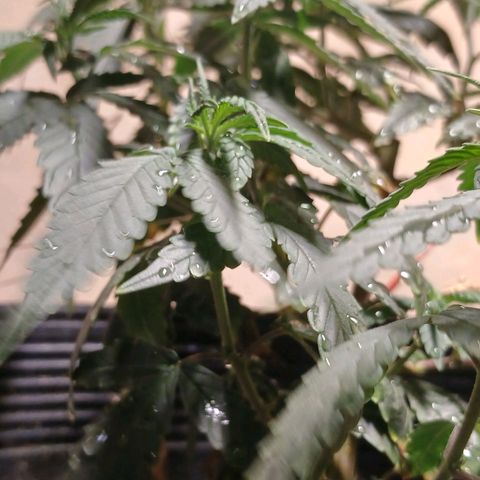 Purple Cookie CBD growlog timeline photo