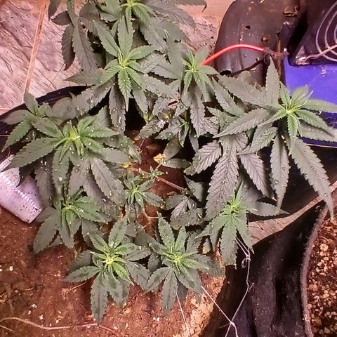 Purple Cookie CBD growlog timeline photo