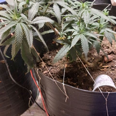 Purple Cookie CBD growlog timeline photo