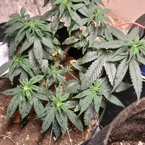 Purple Cookie CBD growlog timeline photo