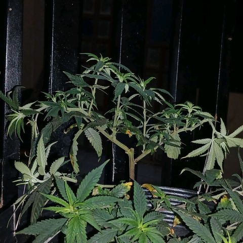 Purple Cookie CBD growlog timeline photo