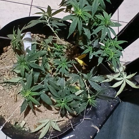 Purple Cookie CBD growlog timeline photo