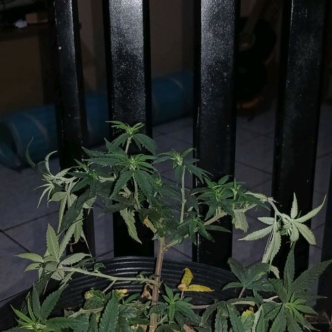 Purple Cookie CBD growlog timeline photo