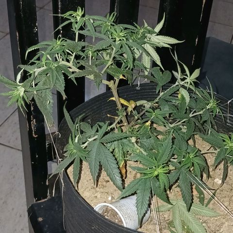 Purple Cookie CBD growlog timeline photo