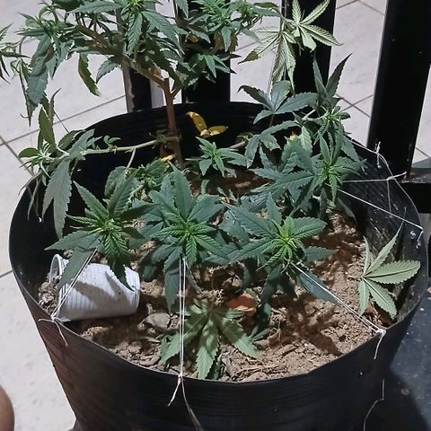 Purple Cookie CBD growlog timeline photo