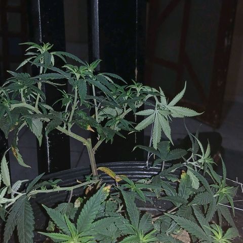 Purple Cookie CBD growlog timeline photo