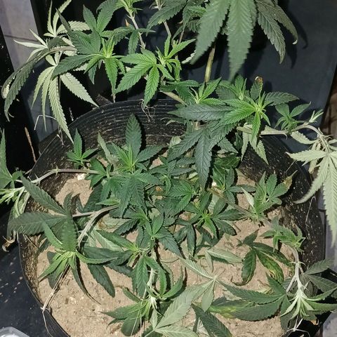 Marshmelow OG .vp growlog timeline photo