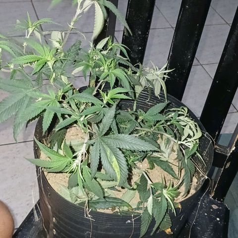 Marshmelow OG .vp growlog timeline photo