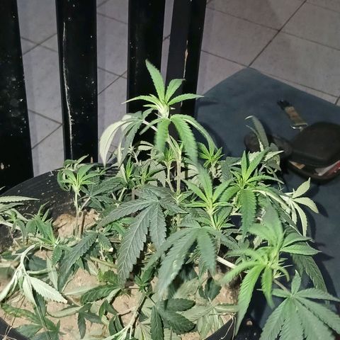 Marshmelow OG .vp growlog timeline photo