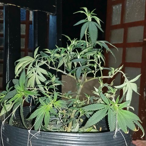 Marshmelow OG .vp growlog timeline photo
