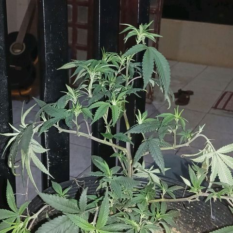 Marshmelow OG .vp growlog timeline photo