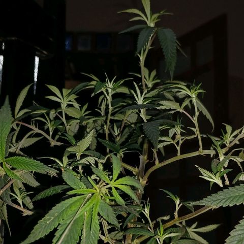 Marshmelow OG .vp growlog timeline photo