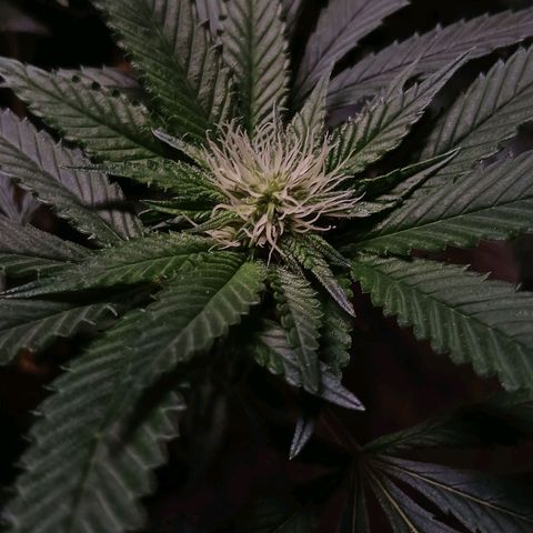 Marshmelow OG .vp growlog timeline photo
