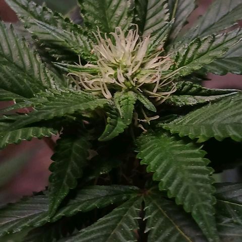 Marshmelow OG .vp growlog timeline photo