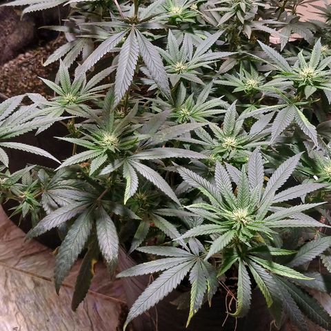 Marshmelow OG .vp growlog timeline photo