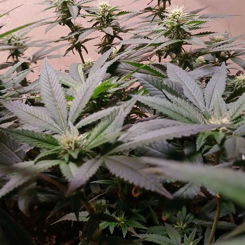 Marshmelow OG .vp growlog timeline photo