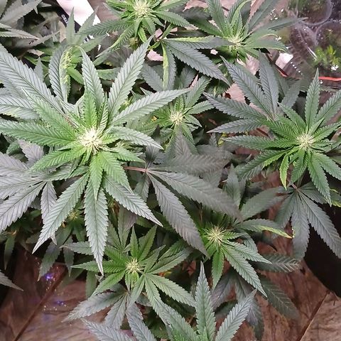 Marshmelow OG .vp growlog timeline photo