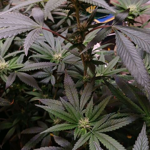 Marshmelow OG .vp growlog timeline photo