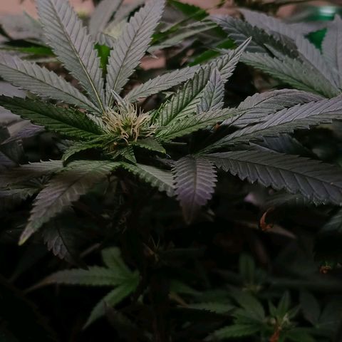 Marshmelow OG .vp growlog timeline photo