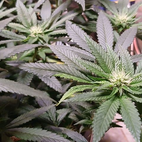Marshmelow OG .vp growlog timeline photo
