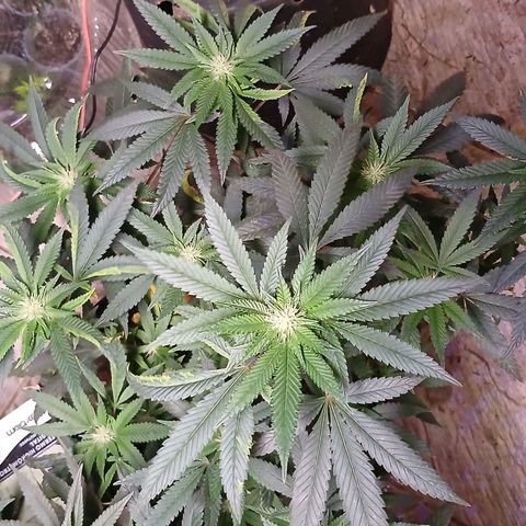 Marshmelow OG .vp growlog timeline photo
