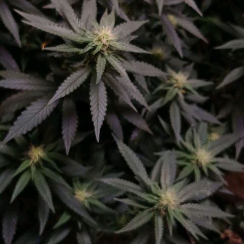 Purple Cookie CBD growlog timeline photo