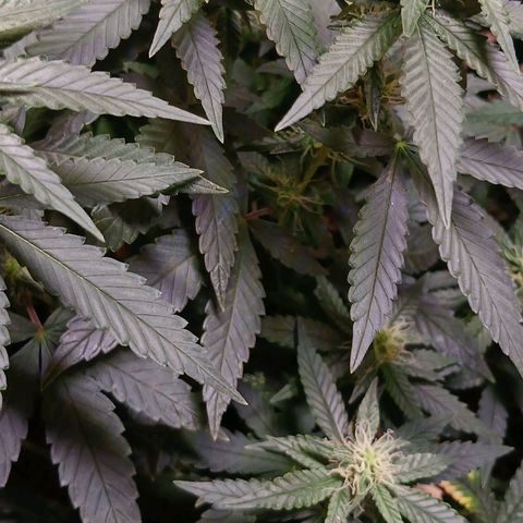 Purple Cookie CBD growlog timeline photo
