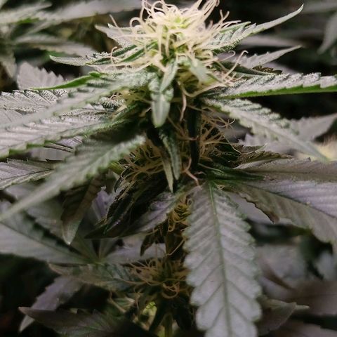 Purple Cookie CBD growlog timeline photo