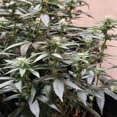 Purple Cookie CBD growlog timeline photo