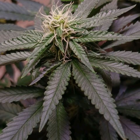Purple Cookie CBD growlog timeline photo