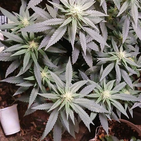 Purple Cookie CBD growlog timeline photo
