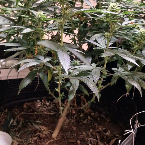 Purple Cookie CBD growlog timeline photo