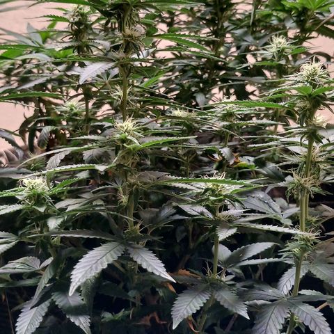 Purple Cookie CBD growlog timeline photo