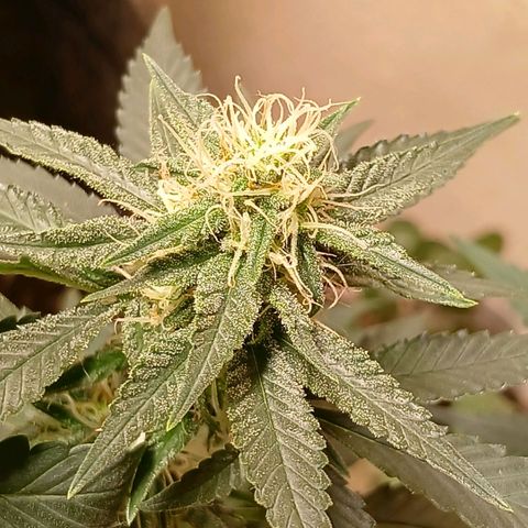 Purple Cookie CBD growlog timeline photo