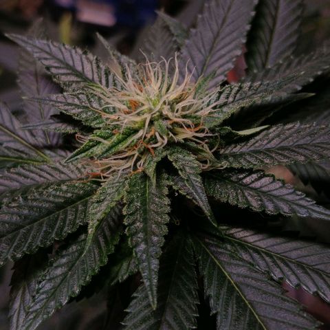 Marshmelow OG .vp growlog timeline photo
