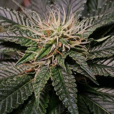 Marshmelow OG .vp growlog timeline photo